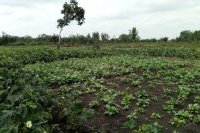 Site agricole de Dandevehounhoue alimenté par un forage artésien dans la (…)