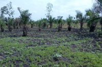 Extension du site de Dandevehounhoue dans la commune de Bopa sur initiative (…)